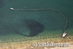 Photo of Togiak commercial herring fishery