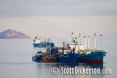 Aerial photo of Togiak herring fishery