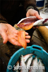 photo of Togiak herring sac roe