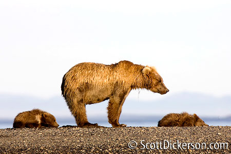 Brown bear and cubs in Katmai National Park