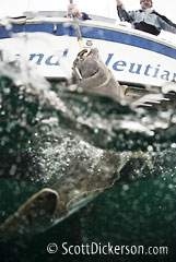 Split-view photo of a Halibut being pulled aboard a fishing charter boat.