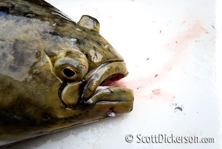 Halibut caught fishing near Homer, Alaska.