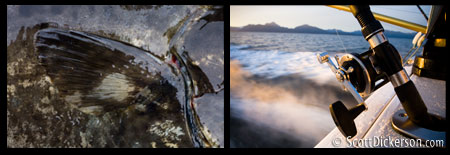 Macro photo of a halibut fin and skin, photo of a fishing rod in morning light on Kachemak Bay.