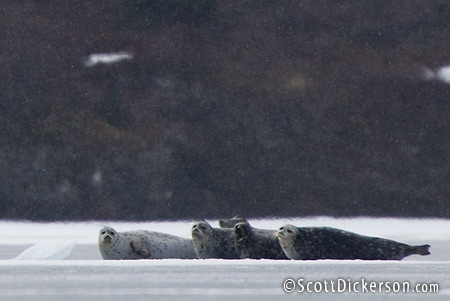 Freshwater Seals on Iliamna Lake, Alaska