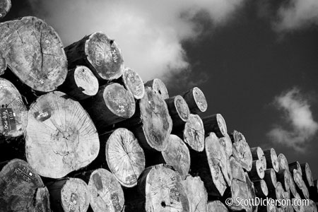 Photo of a log pile in Vietnam - black and white.