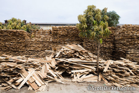 forestry processing in vietnam