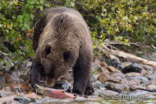 brown bear cub eats a dead sockeye salmon from the shores of Narrow Cove on Kukaklek Lake in Katmai National Preserve.