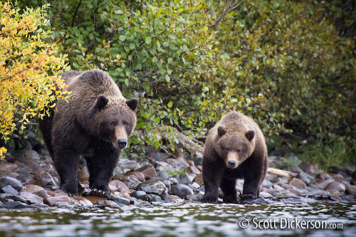 Brown bear sow and cub in Narrow Cove on Kukaklek Lake in Katmai National Preserve