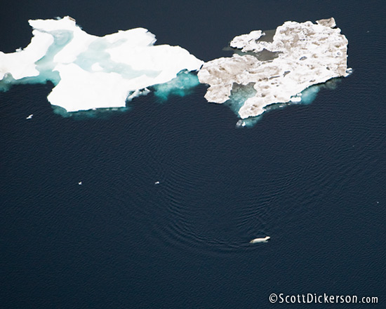 Aerial photo of a polar bear swimming in the Chukchi Sea among melting ice floes. 