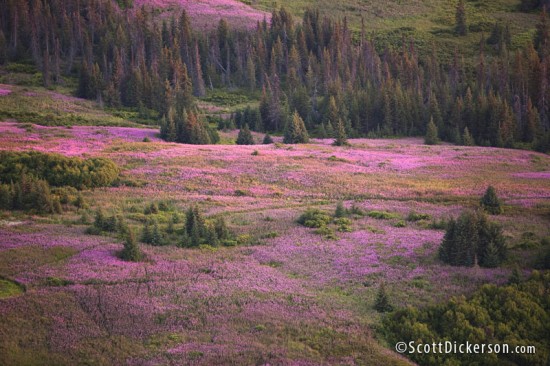 Aerial photograph of fireweed fields in Alaska taken from a paramotor.