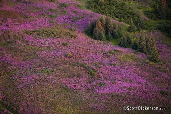 Aerial photograph of fireweed fields in Alaska taken from a paramotor.