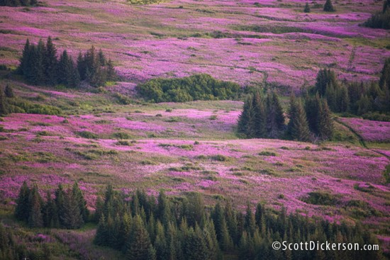 Aerial photograph of fireweed fields in Alaska taken from a paramotor.