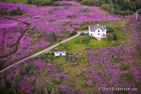 Aerial photograph of fireweed fields in Alaska taken from a paramotor.