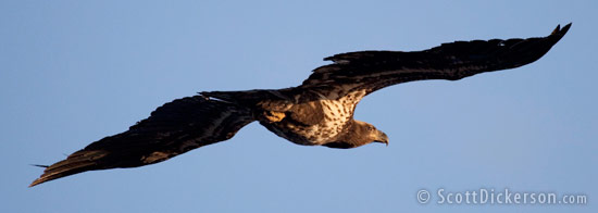 Aerial photo of eagle in flight from a paramotor in Homer, Alaska.