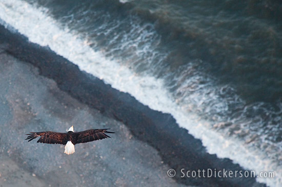 Aerial photo of eagle in flight from a paramotor in Homer, Alaska.