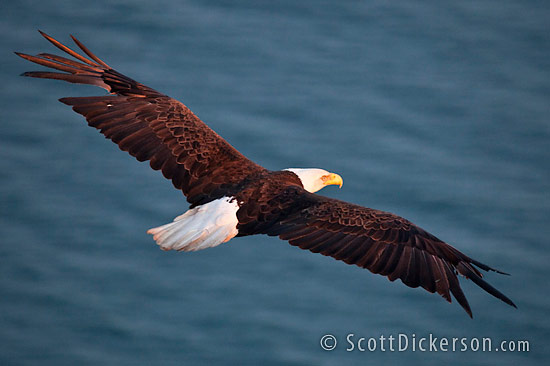 Aerial photo of eagle in flight from a paramotor in Homer, Alaska.