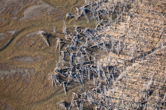 Aerial photo of dead trees from earthquake