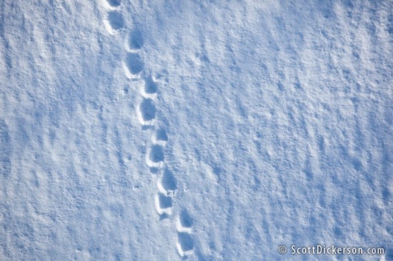 aerial photo of bear tracks in snow