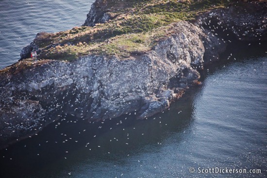 Aerial photo of Gull Island bird rookery