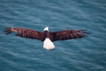 Bald Eagle Aerial, Alaska, Scott Dickerson Photography