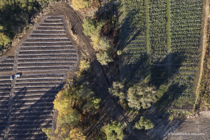 Aerial of peony farm in Homer, Alaska.