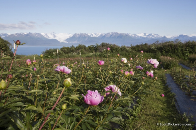 Peony flower farming in Homer, Alaska.