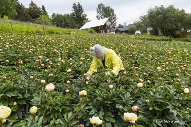 Peony flower farming in Homer, Alaska.