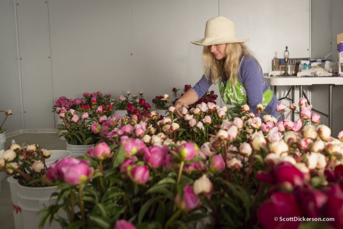 Peony flower farming in Homer, Alaska.