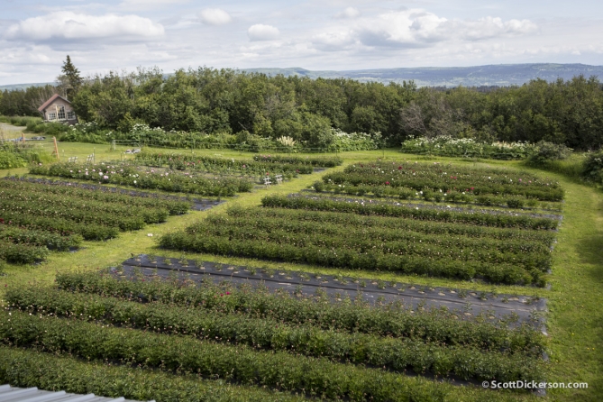 Peony flower farming in Homer, Alaska.