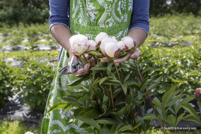 Peony flower farming in Homer, Alaska.