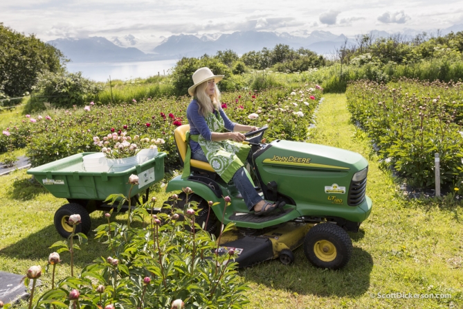 Peony flower farming in Homer, Alaska.