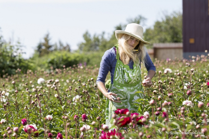 Peony flower farming in Homer, Alaska.