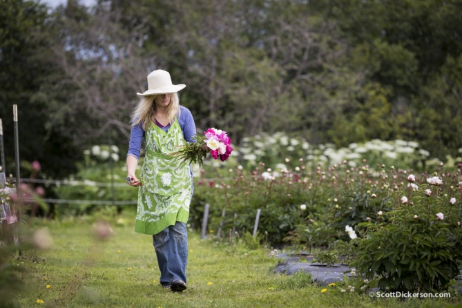 Peony flower farming in Homer, Alaska.