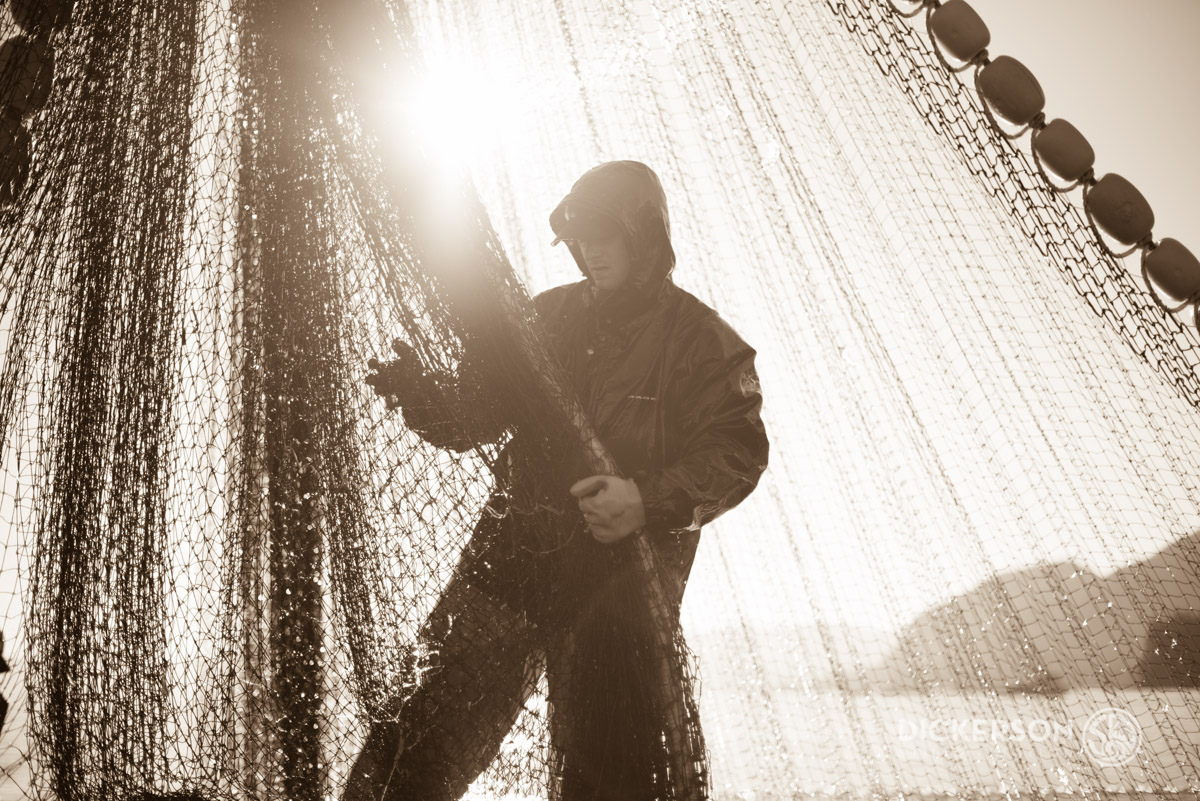 Salmon Seining in Sepia