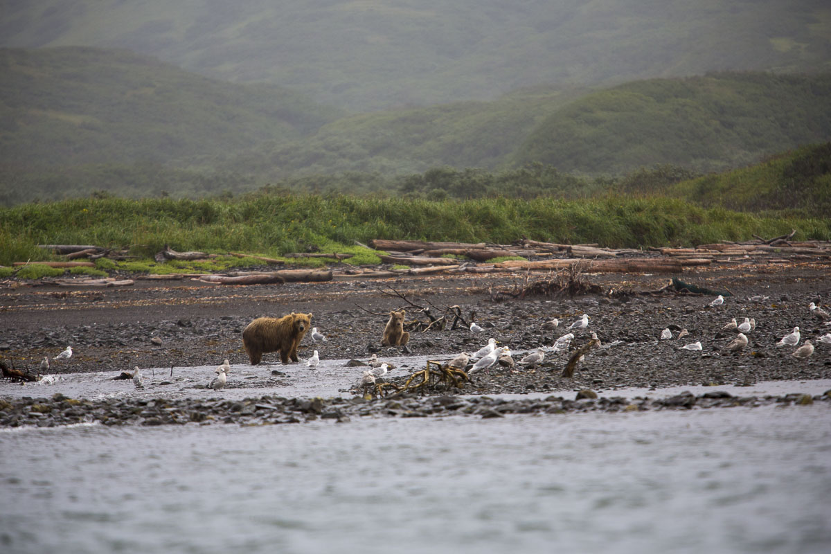 A Beary Fishy Situation