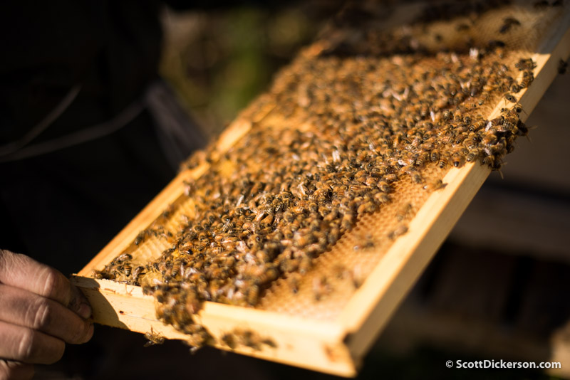 Capturing Bees in the Act